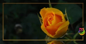 نماد گل رز نارنجی