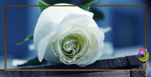 معنی گل رز سفید
