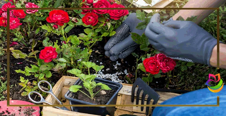 آموزش کاشت گل رز در باغچه