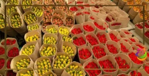 کاور مقاله در آمد هلند از صادرات گل