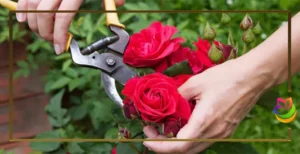 کاور مقاله روش نگهداری شاخه گل رز