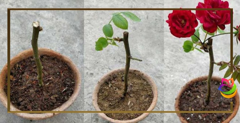 روش نگهداری شاخه گل رز
