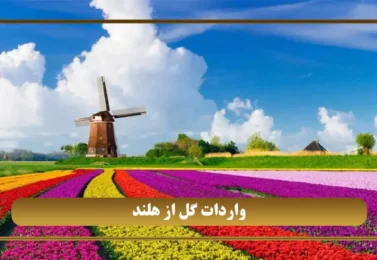 واردات گل از هلند ( بررسی صنعت پردرآمد گل در هلند )