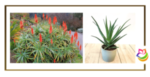Aloe Arborescens (آلوئه آربورسنس)