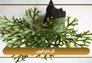 معرفی گل شاخ گوزنی + روش نگهداری آن