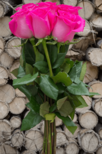 تصاویر شاخه گل های رز هلندی