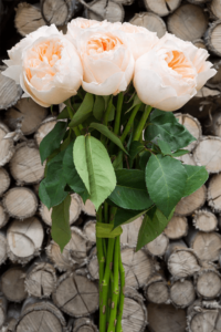 تصاویر شاخه گل های رز هلندی