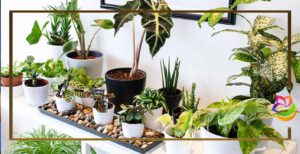 نکاتی درباره ی آبیاری گیاهان آپارتمانی