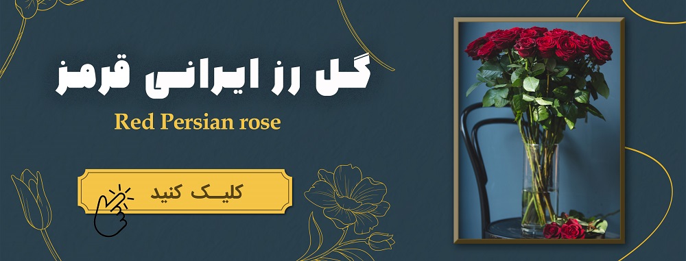 گل رز ایرانی قرمز