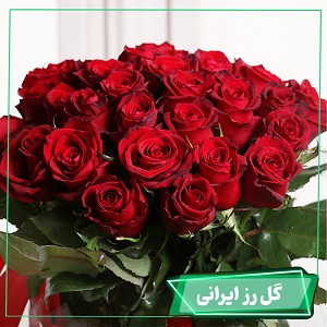 گل رز ایرانی