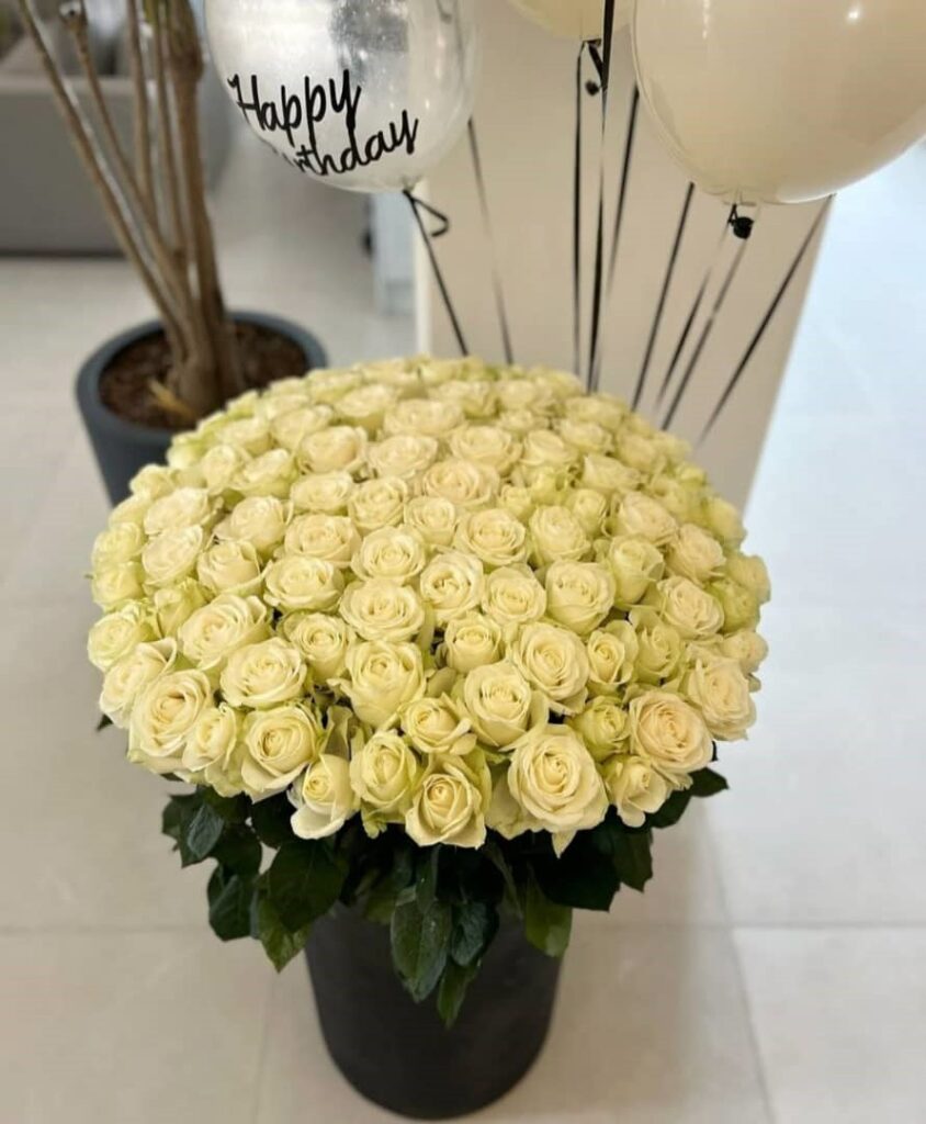 گل رز هلندی